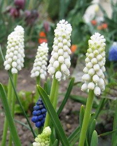Muscari botryoides album.jpg